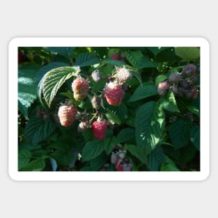 Raspberry Close Up Nature Photography Pacific Northwest Sticker